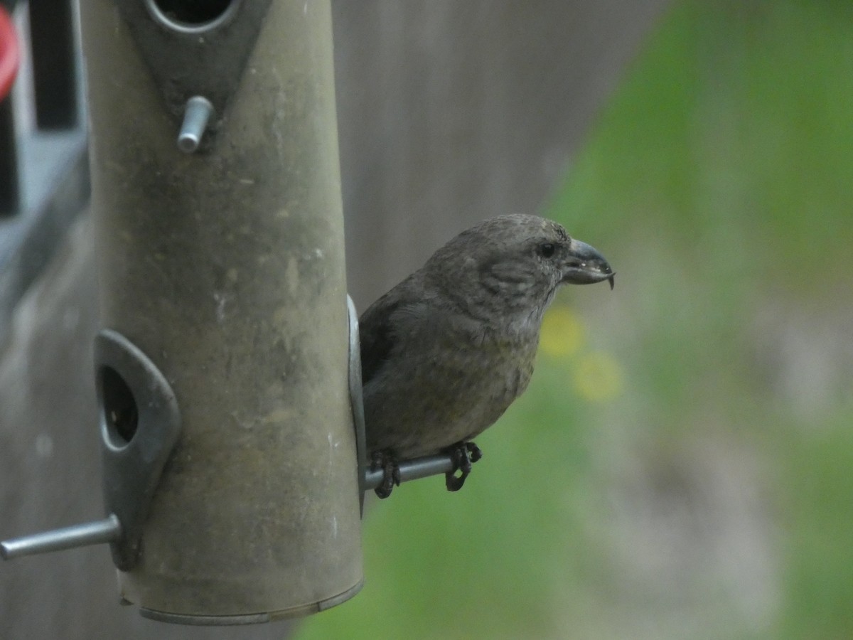 Red Crossbill - ML637053669