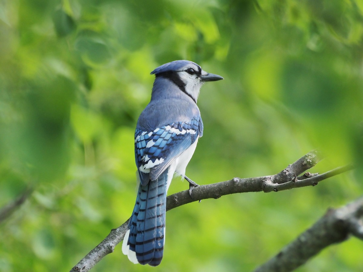 Blue Jay - ML637053681
