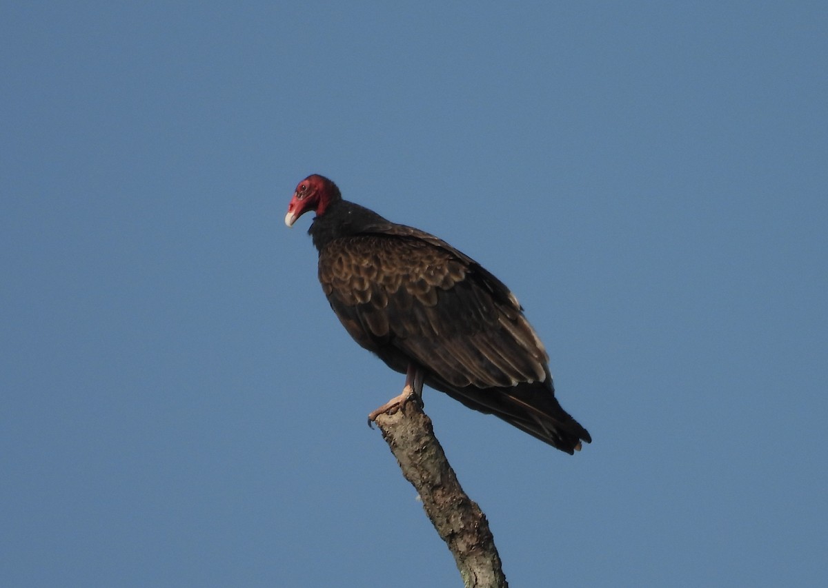 Turkey Vulture - ML637053809