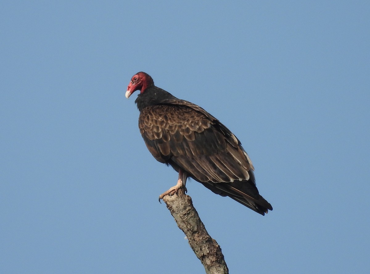 Turkey Vulture - ML637053810