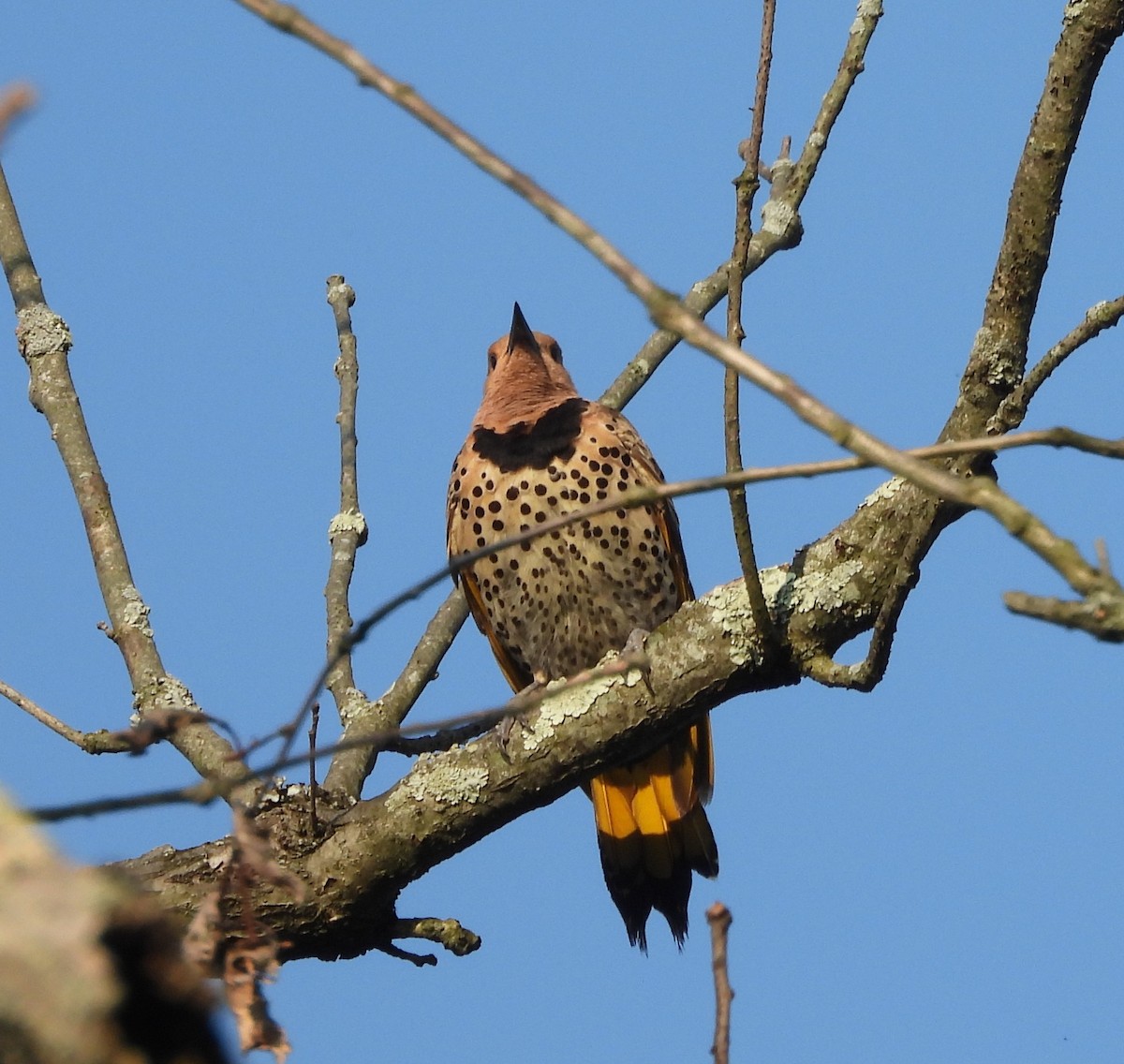 Northern Flicker - ML637053852