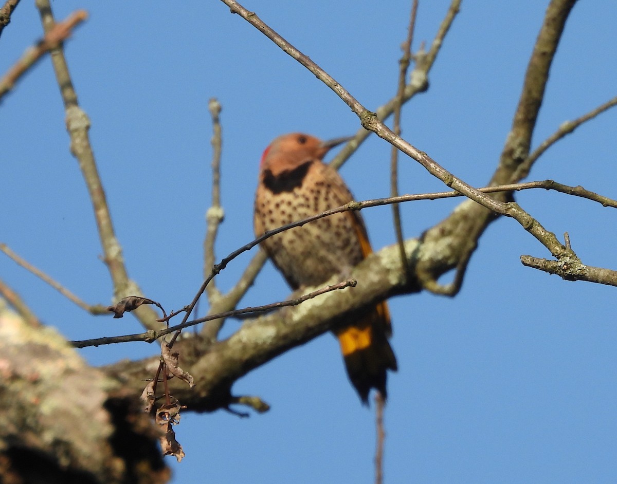 Northern Flicker - ML637053853