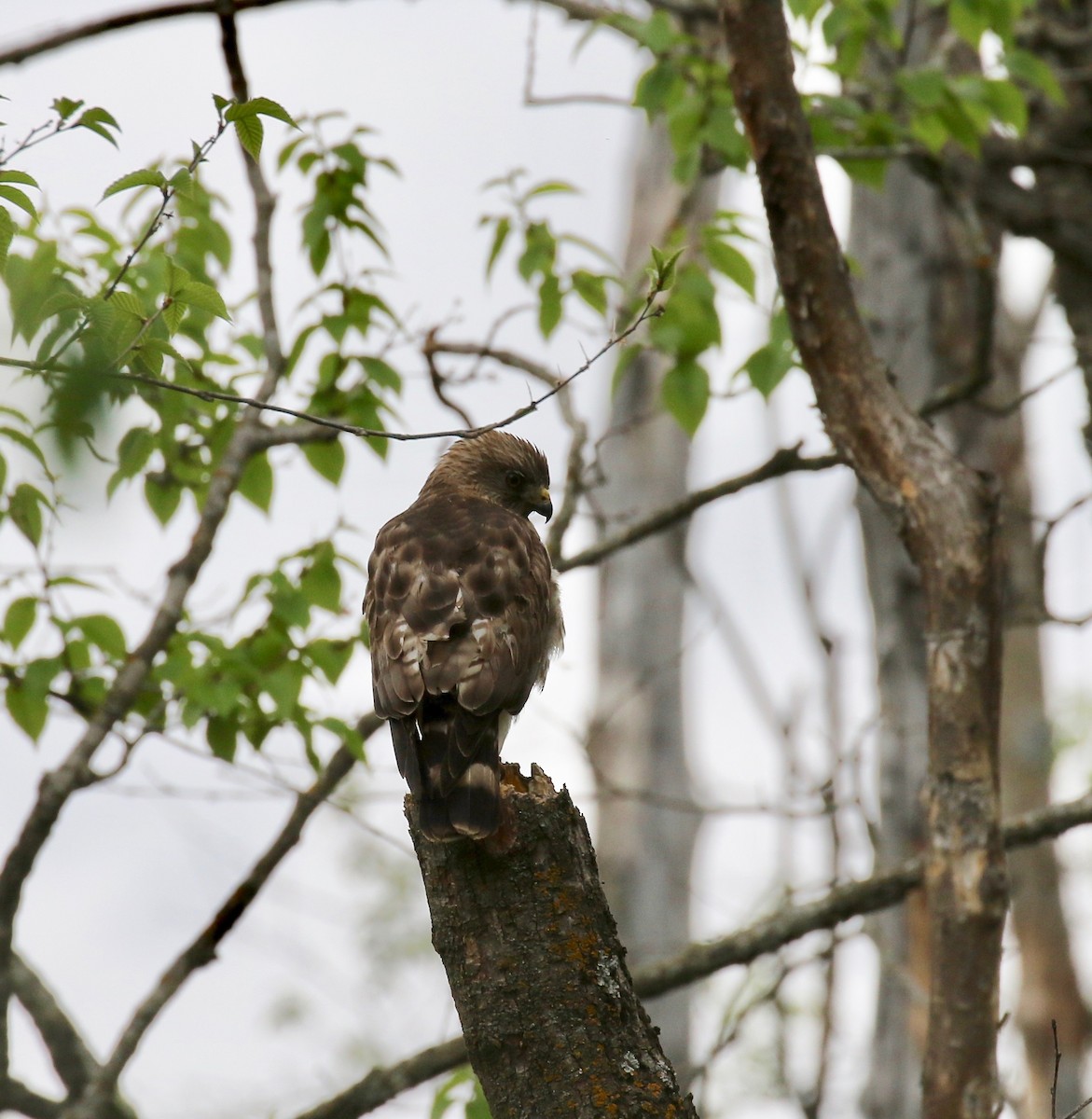 Broad-winged Hawk - ML637053861