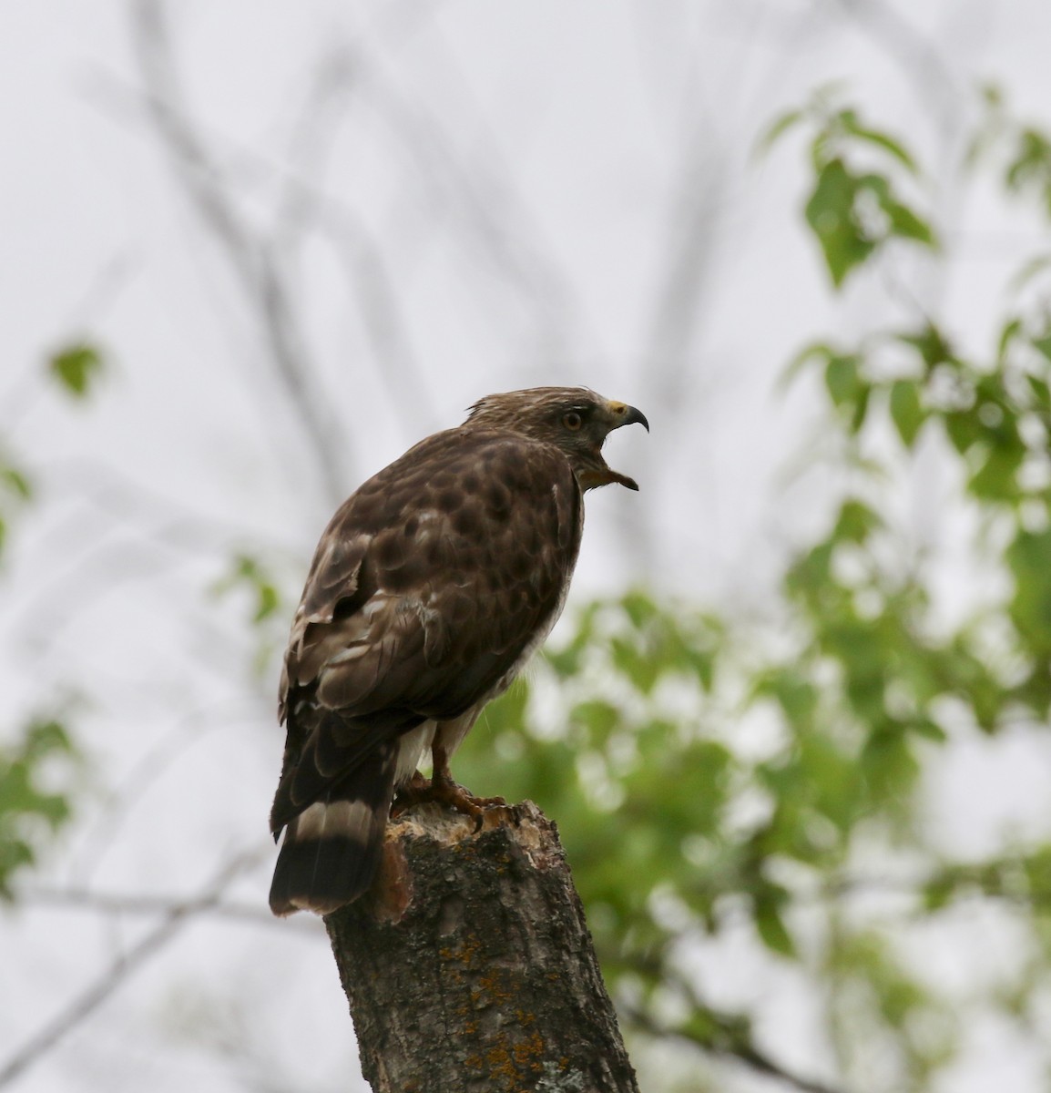 Broad-winged Hawk - ML637053862