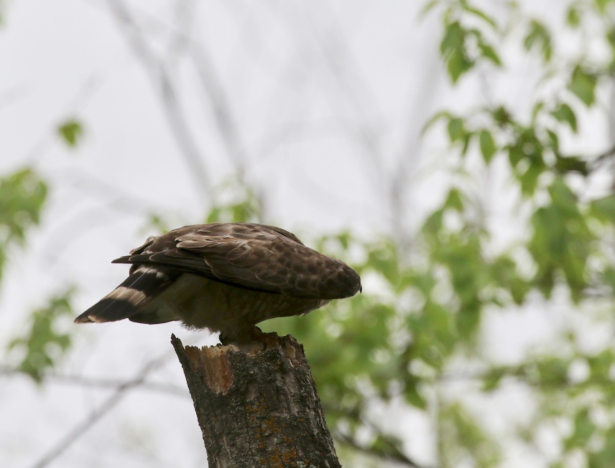 Broad-winged Hawk - ML637053863