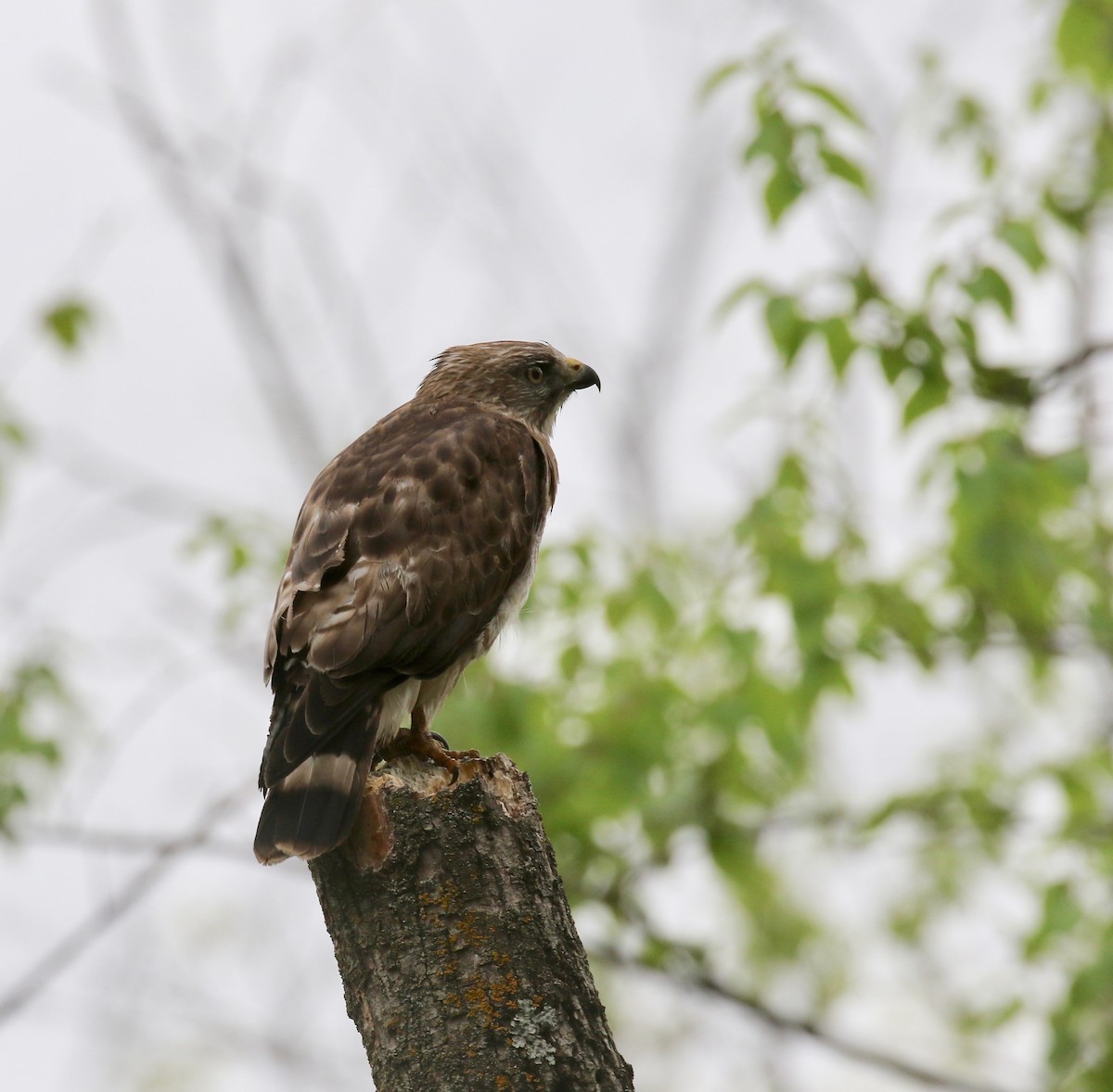 Broad-winged Hawk - ML637053864
