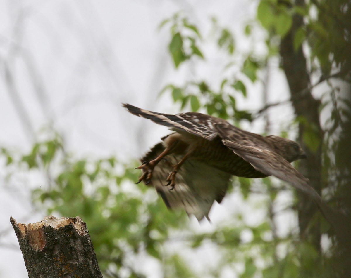Broad-winged Hawk - ML637053866