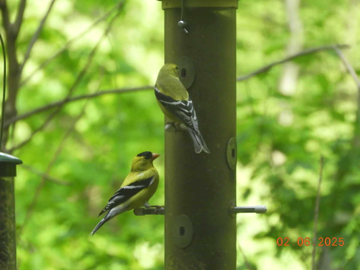 čížek žlutý - ML637053882