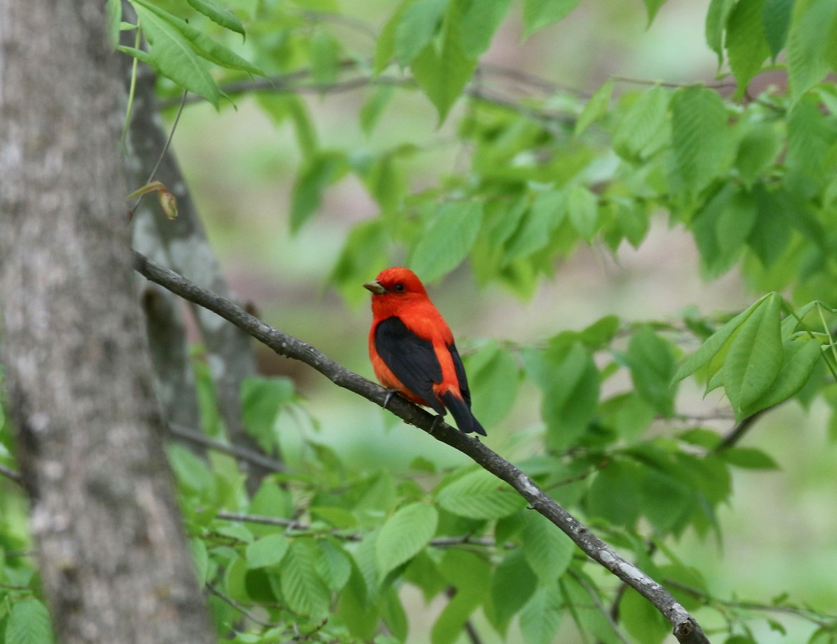 Scarlet Tanager - ML637053897