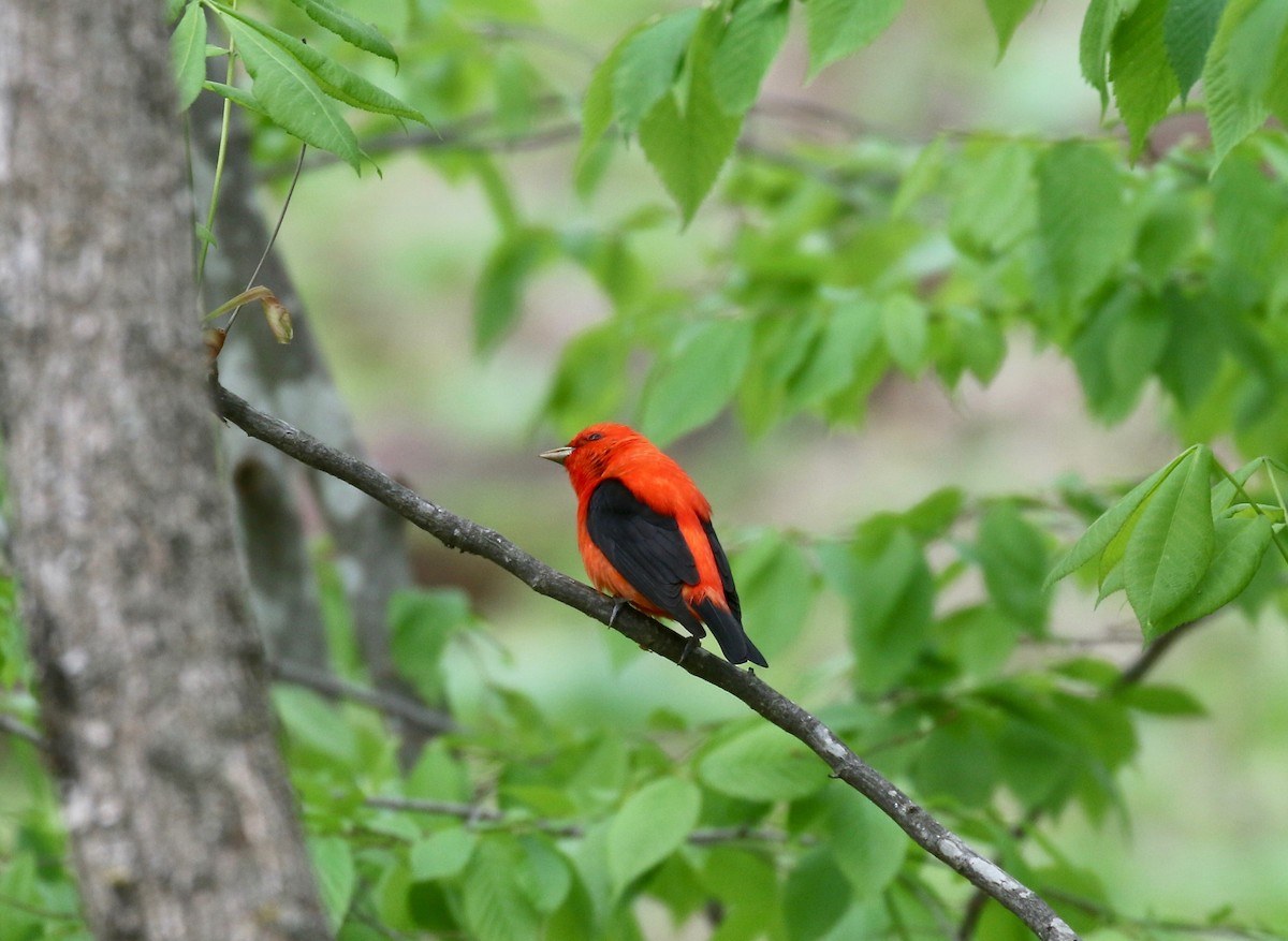 Scarlet Tanager - ML637053898