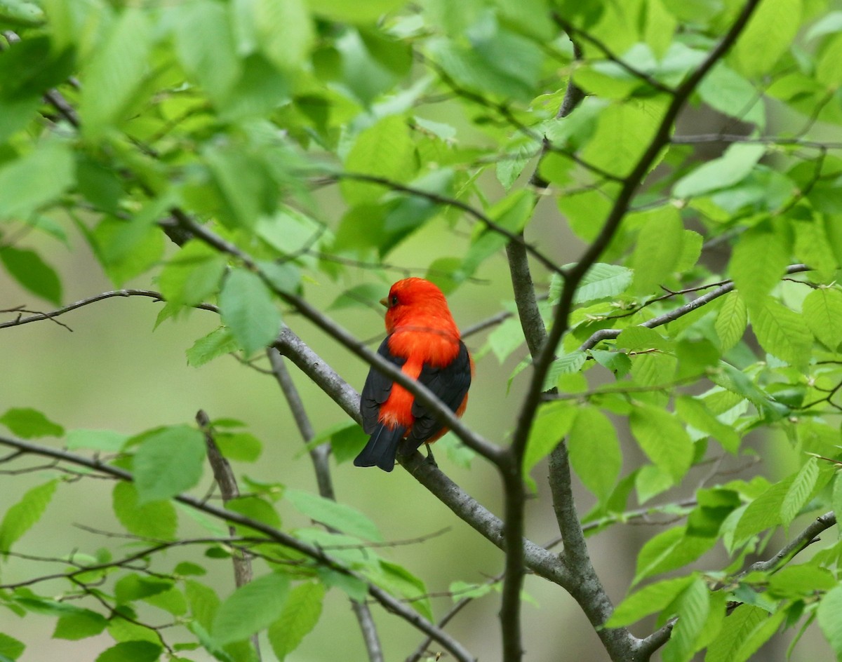 Scarlet Tanager - ML637053900
