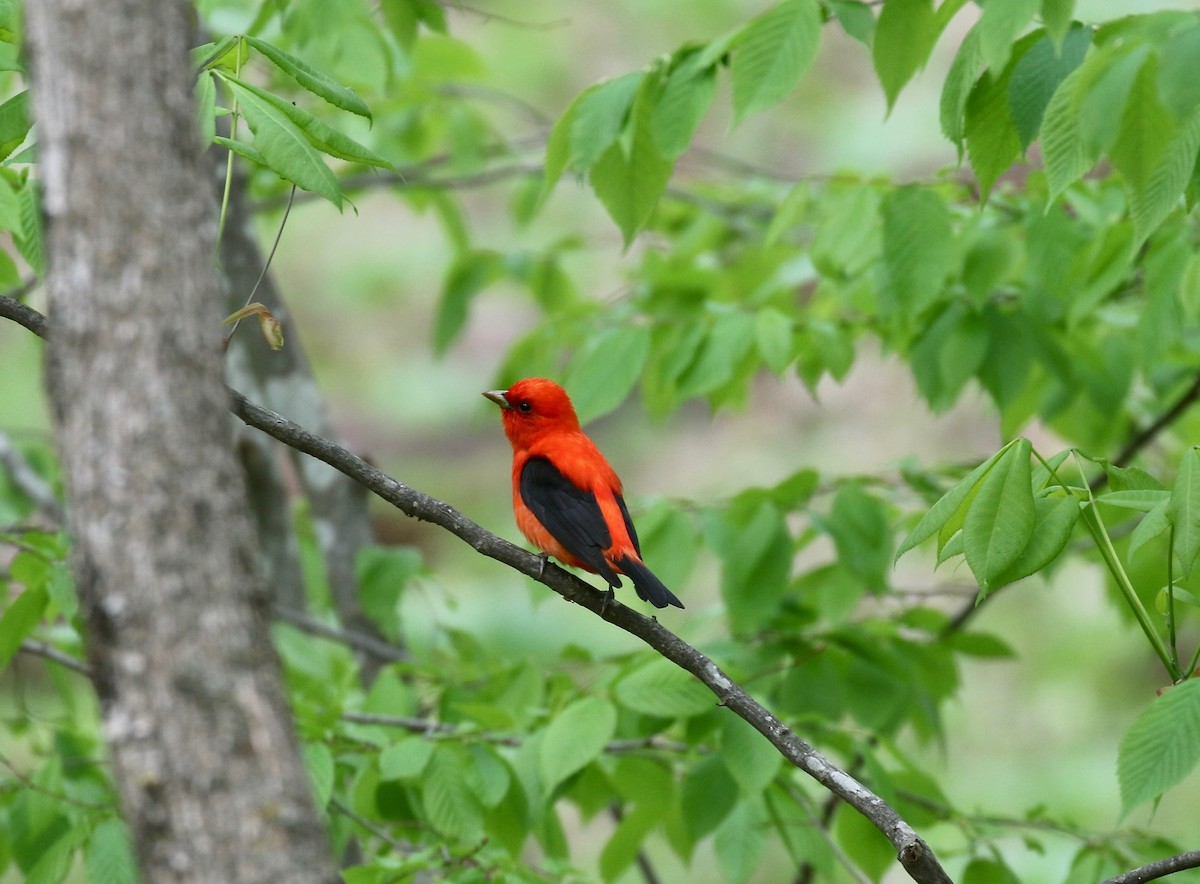 Scarlet Tanager - ML637053901