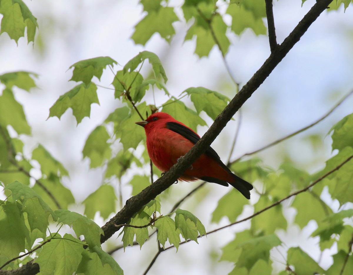 Scarlet Tanager - ML637053902