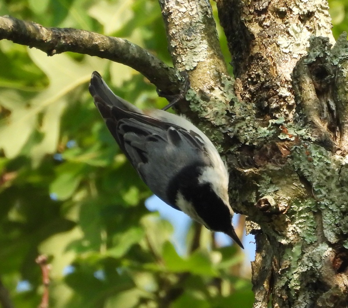 White-breasted Nuthatch - ML637053903