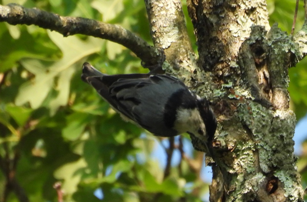 White-breasted Nuthatch - ML637053904