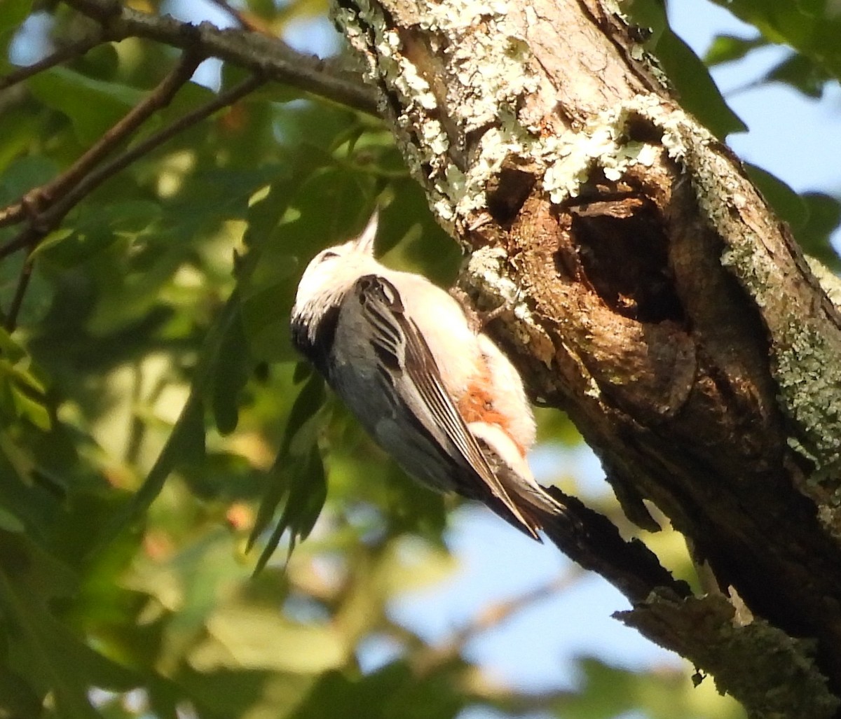 White-breasted Nuthatch - ML637053905