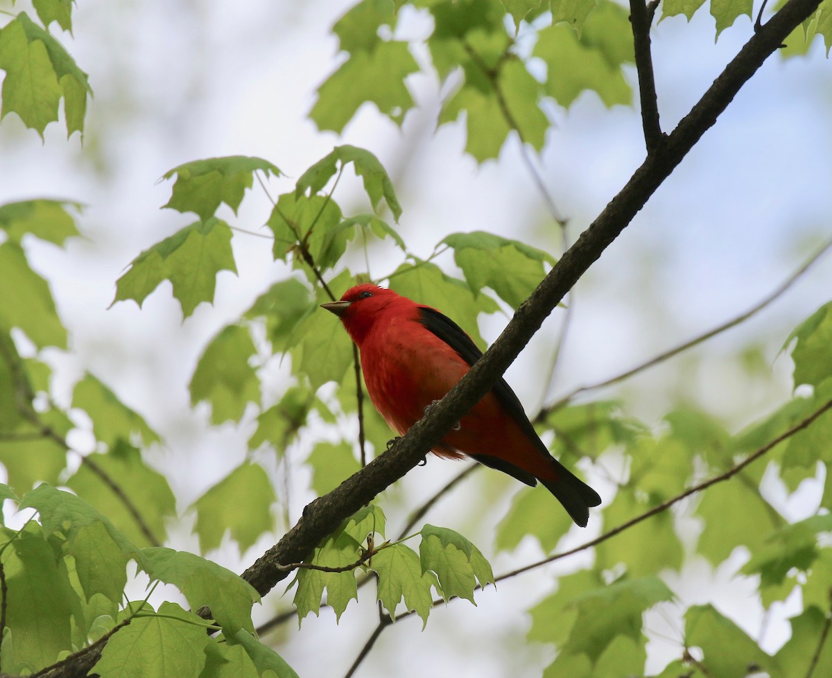Scarlet Tanager - ML637053906