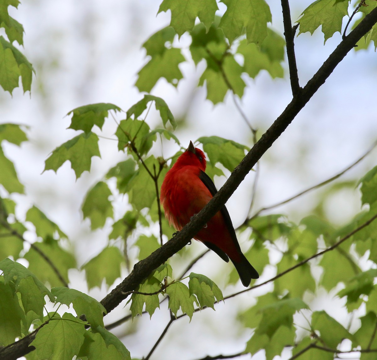 Scarlet Tanager - ML637053907