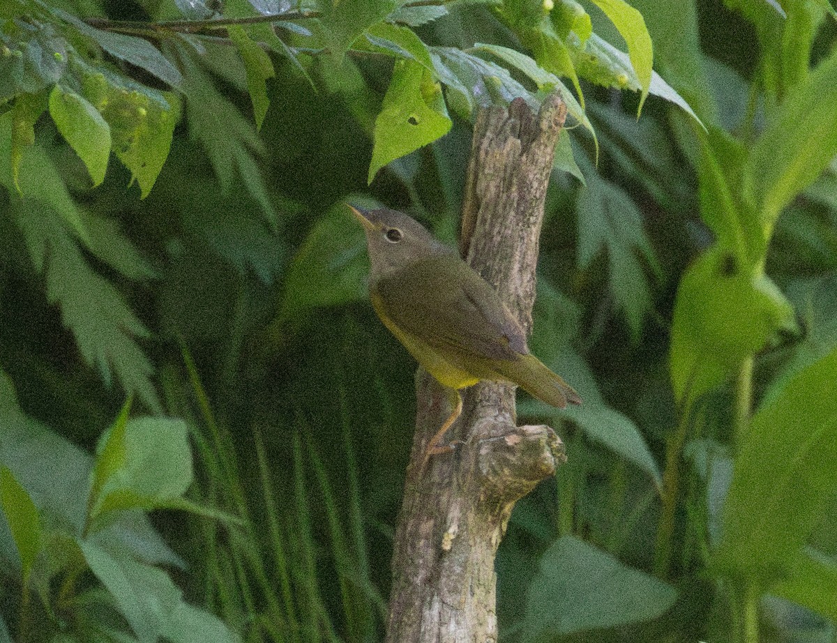 Mourning Warbler - ML637053944