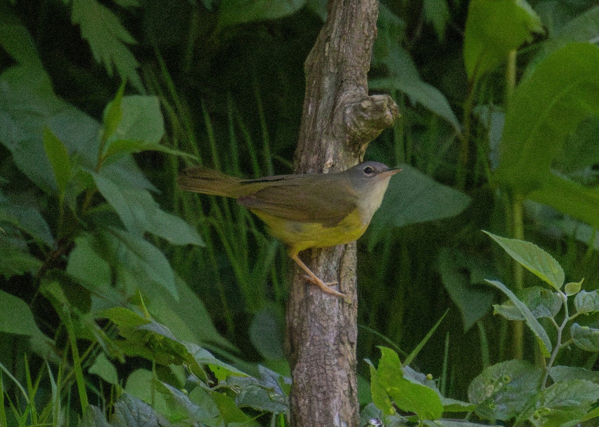 Mourning Warbler - ML637053945