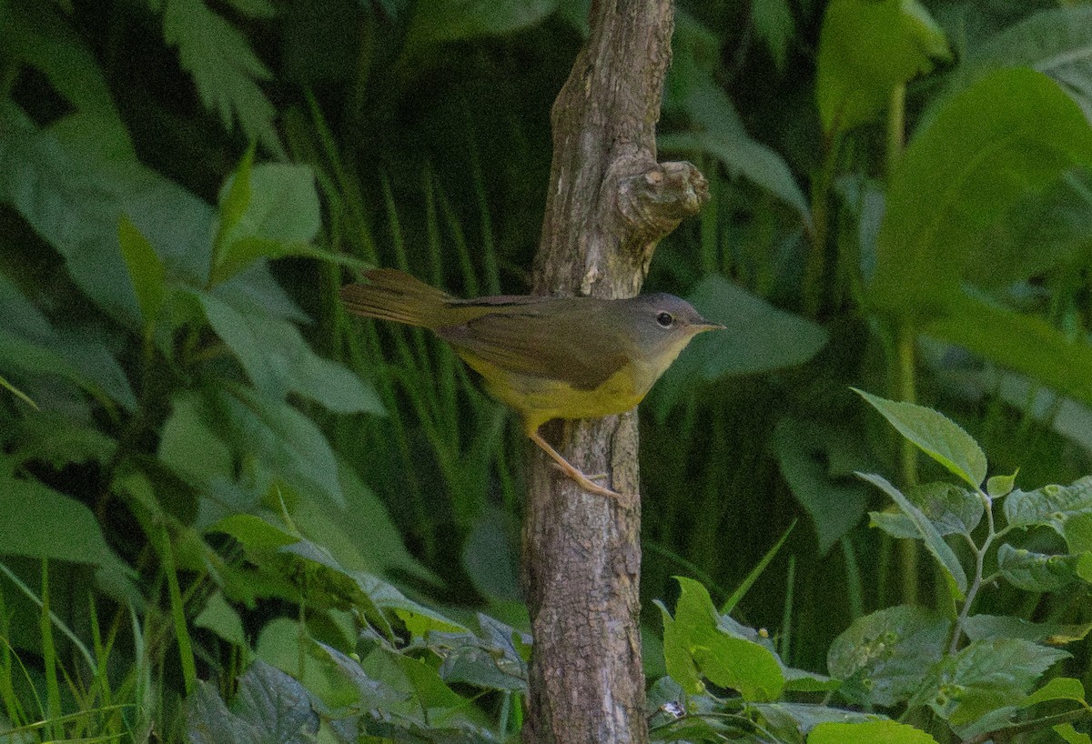 Mourning Warbler - ML637053947