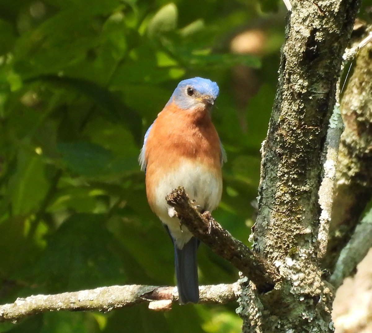 Eastern Bluebird - ML637054013