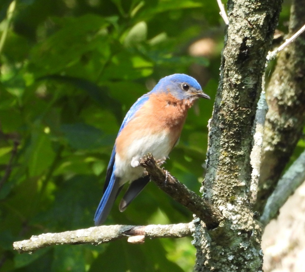 Eastern Bluebird - ML637054014