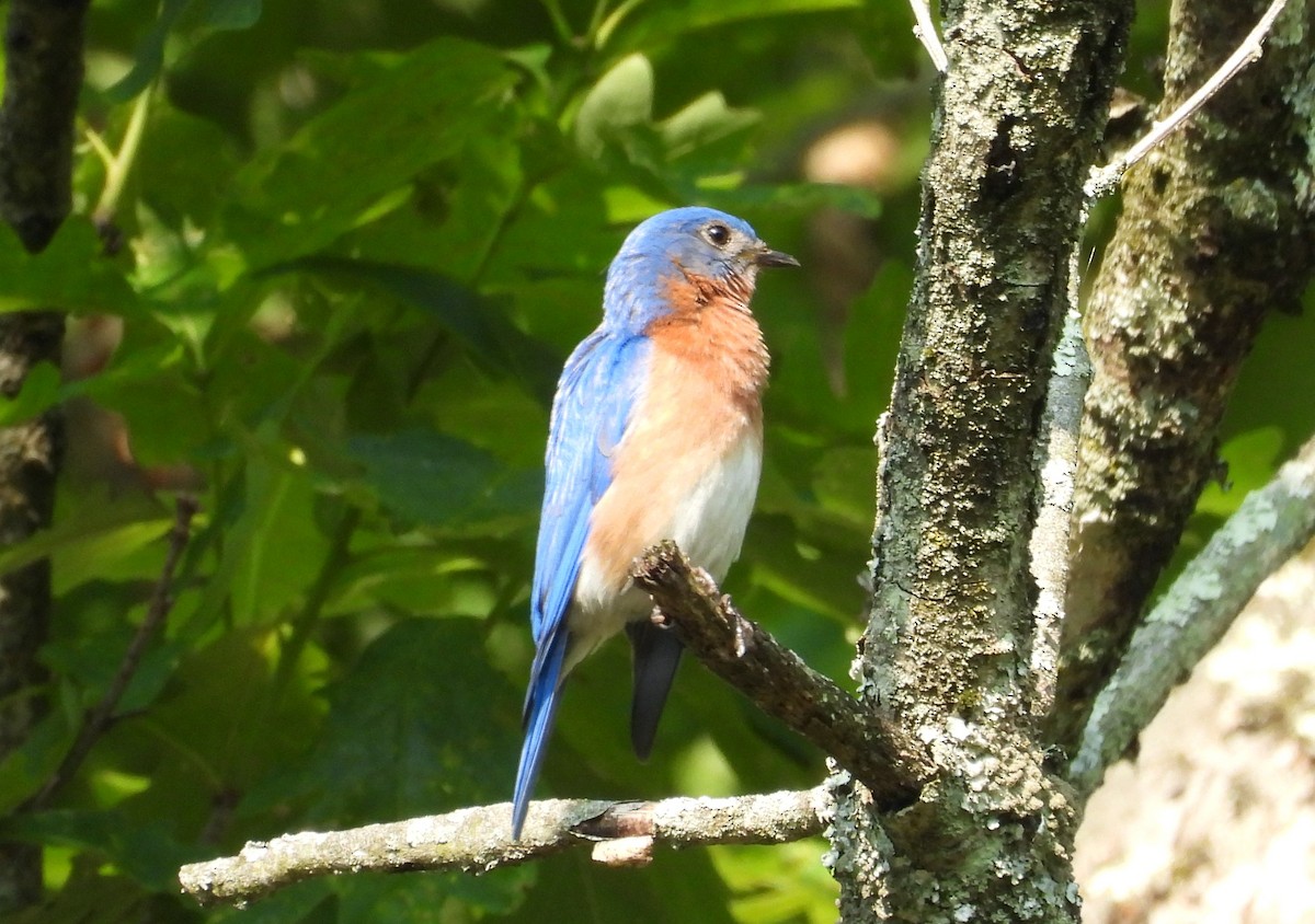 Eastern Bluebird - ML637054015