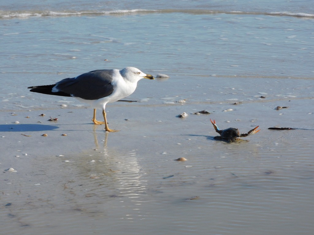 Бэсрэг цахлай - ML637054086