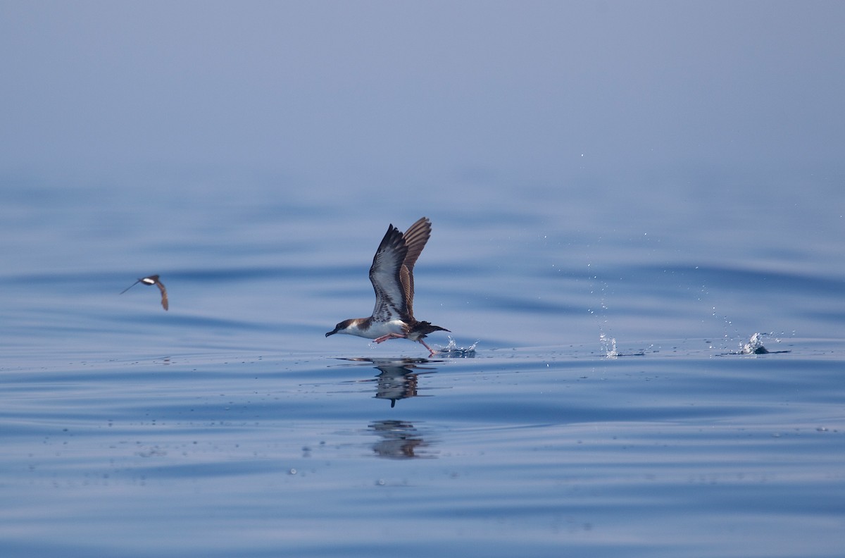 Great Shearwater - ML637054087