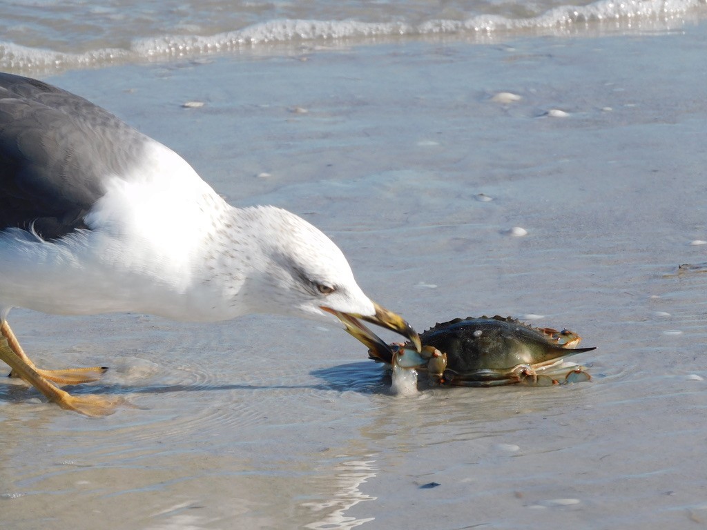 Бэсрэг цахлай - ML637054097