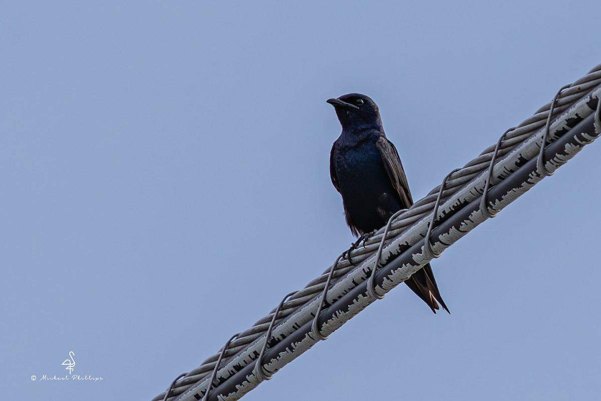 Purple Martin - ML637054141
