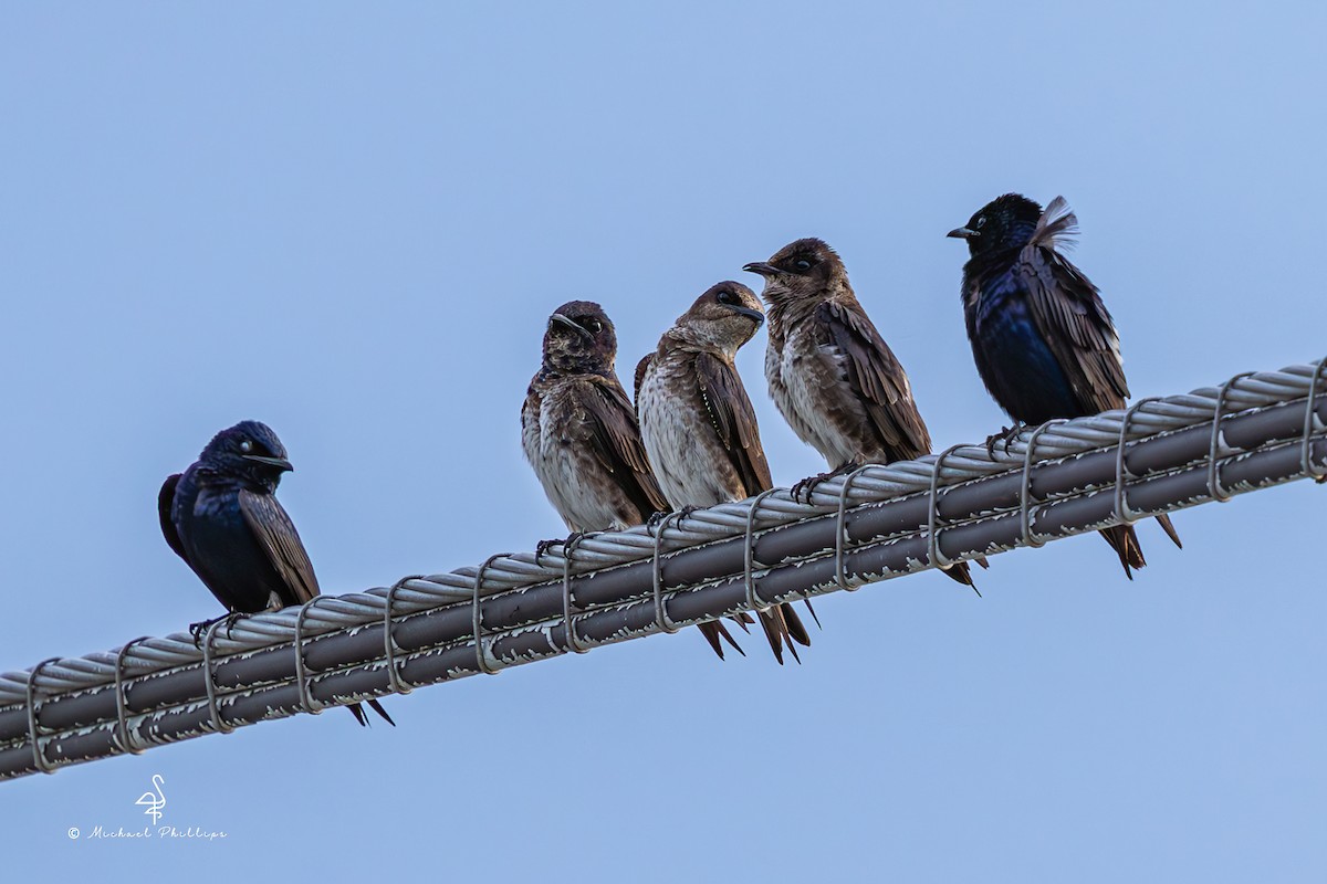 Purple Martin - ML637054143