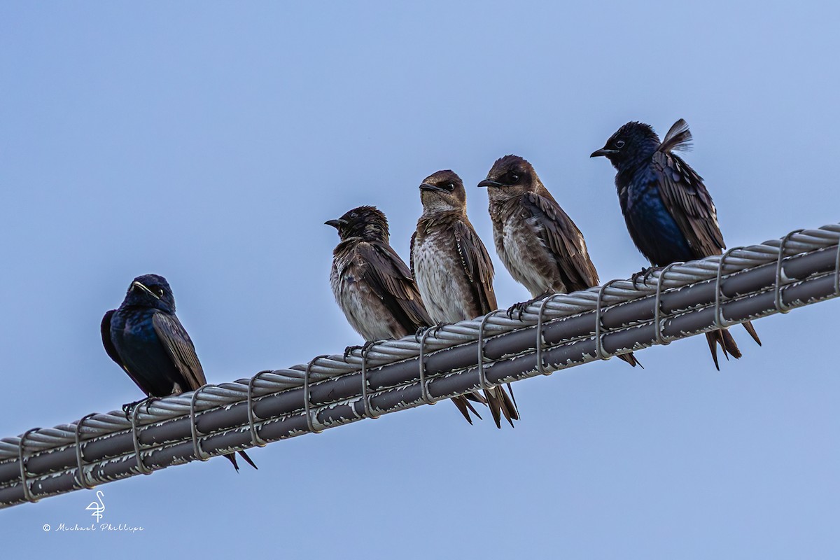 Purple Martin - ML637054144