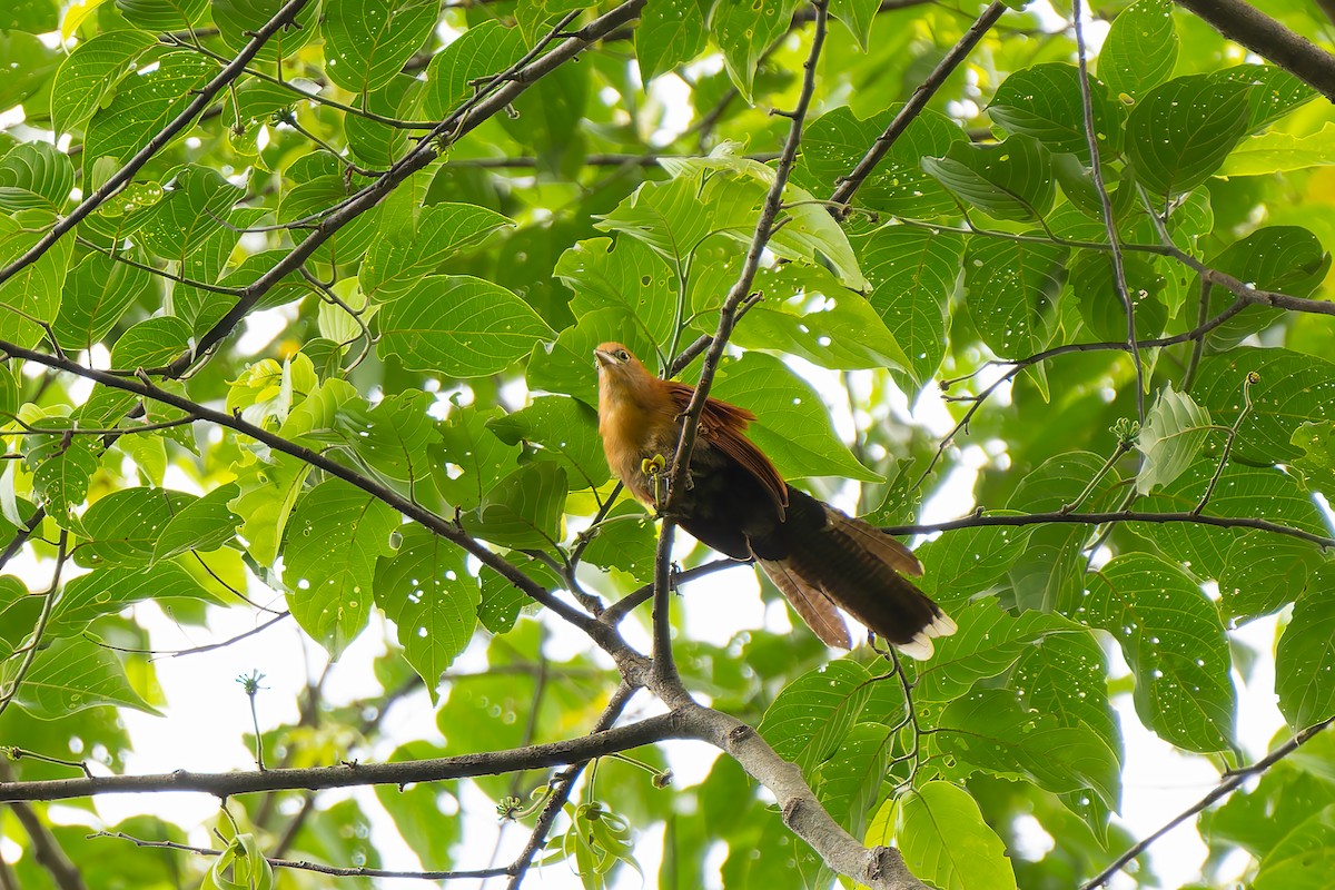 Raffles's Malkoha - ML637054150