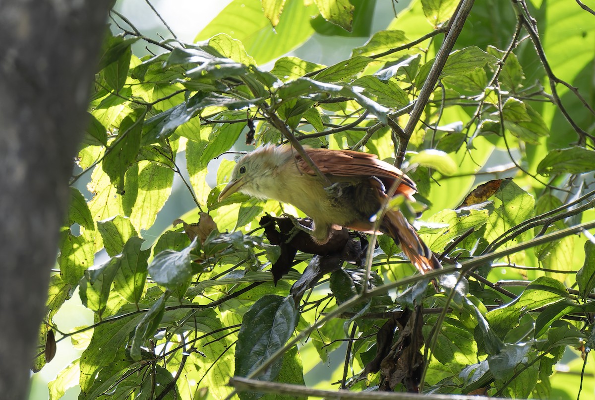 Raffles's Malkoha - ML637054151