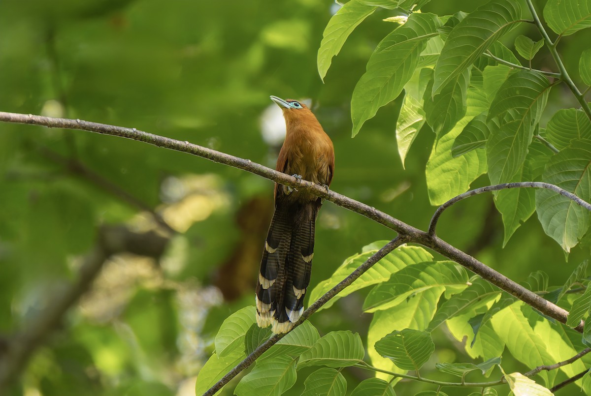 Raffles's Malkoha - ML637054152