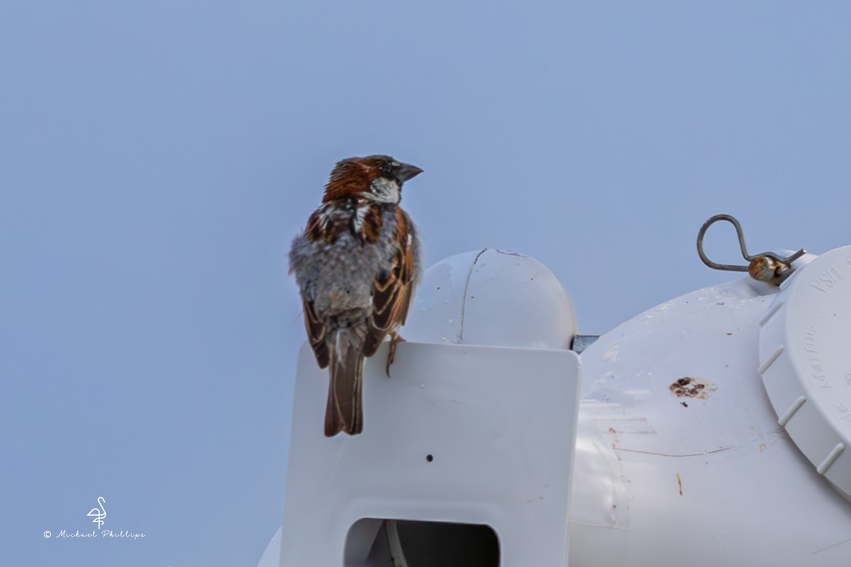 House Sparrow - ML637054153