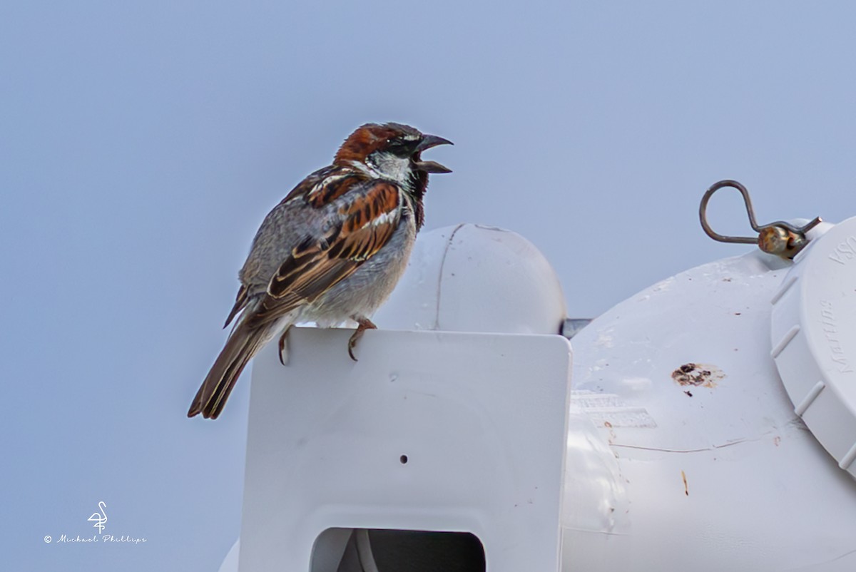 House Sparrow - ML637054154