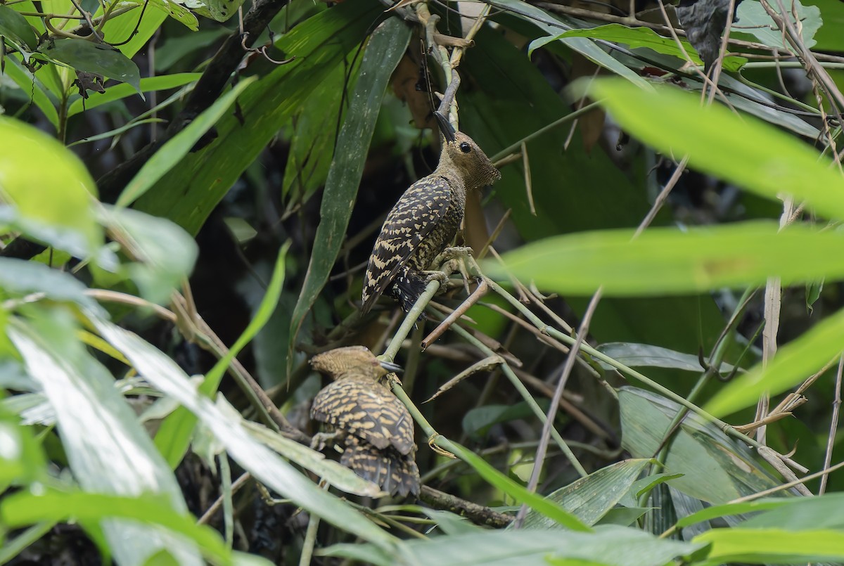 Buff-rumped Woodpecker - ML637054208