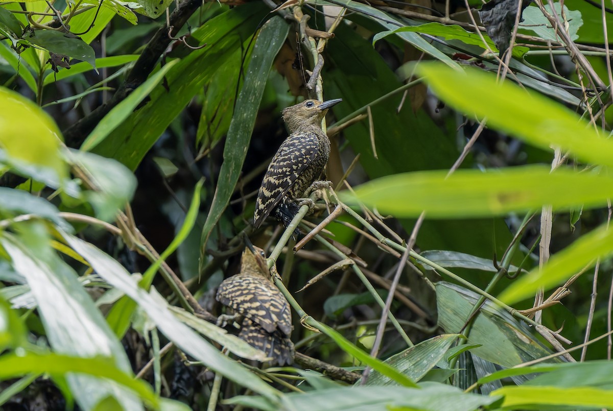 Buff-rumped Woodpecker - ML637054209