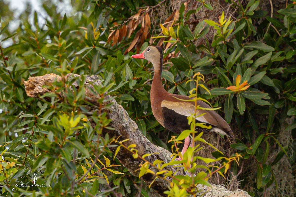Black-bellied Whistling-Duck - ML637054215