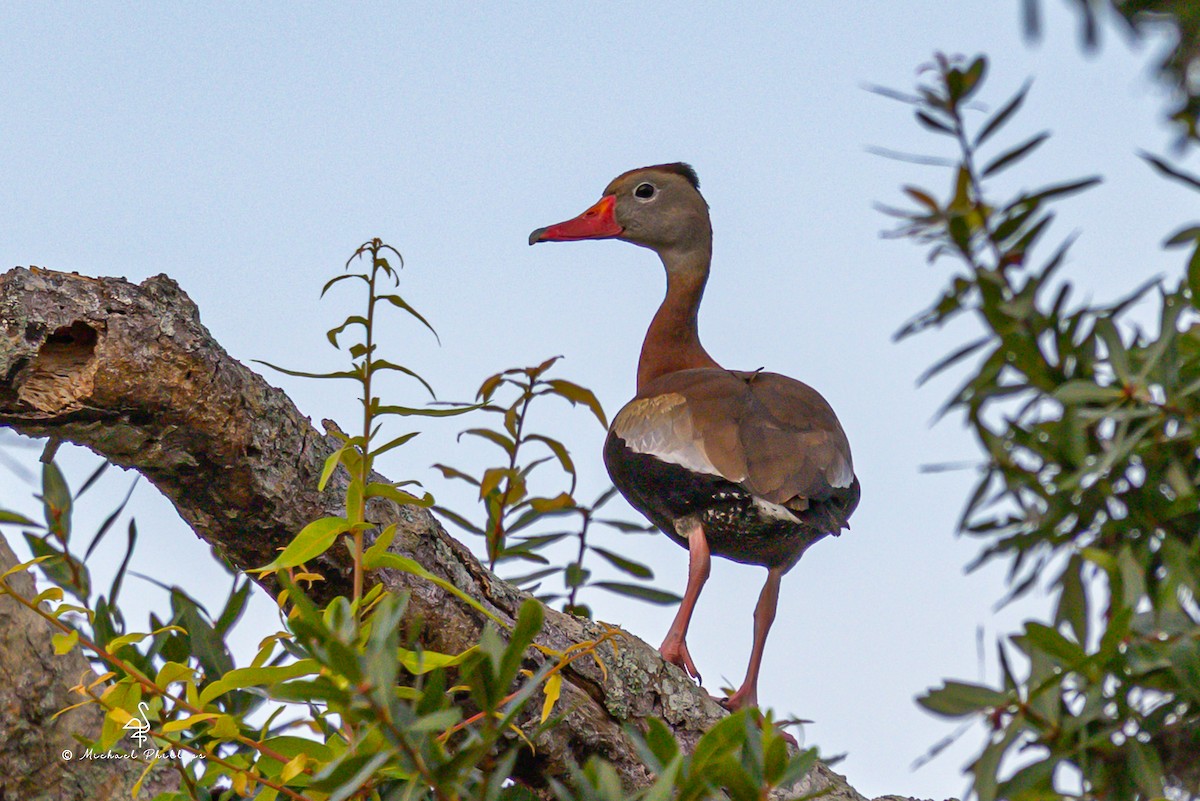 Black-bellied Whistling-Duck - ML637054216
