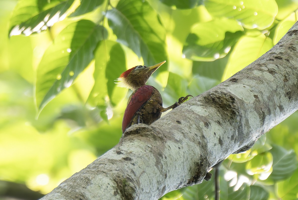 Crimson-winged Woodpecker - ML637054218