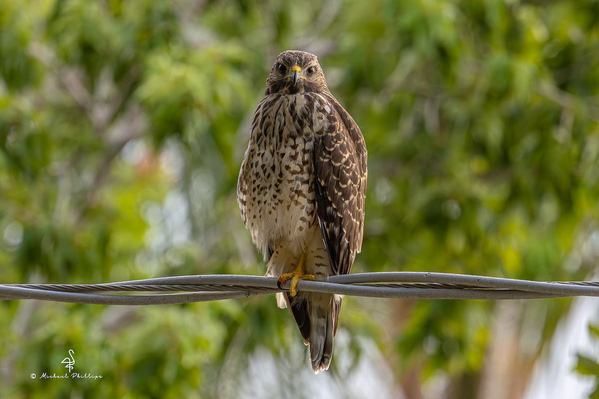 Red-shouldered Hawk - ML637054221