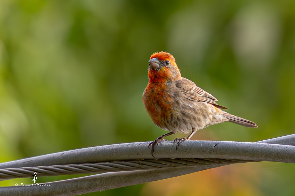 House Finch - ML637054223