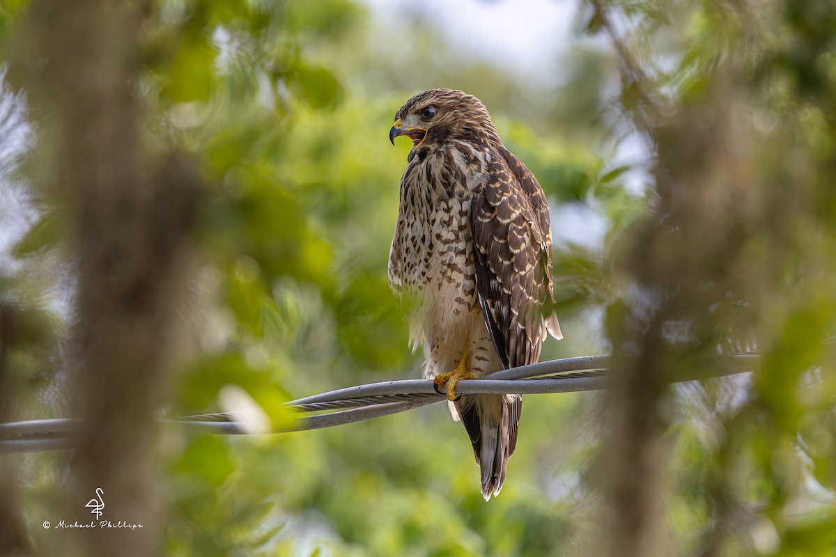Red-shouldered Hawk - ML637054235