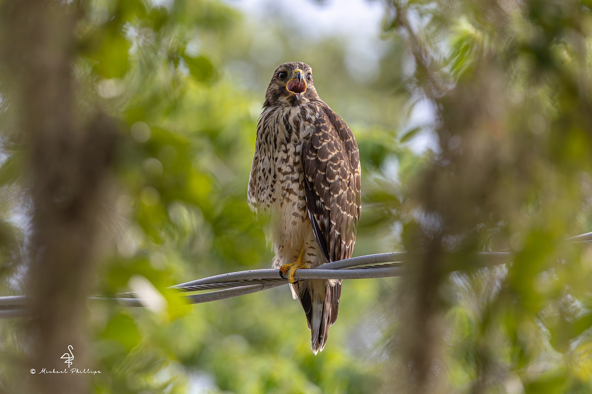 Red-shouldered Hawk - ML637054236