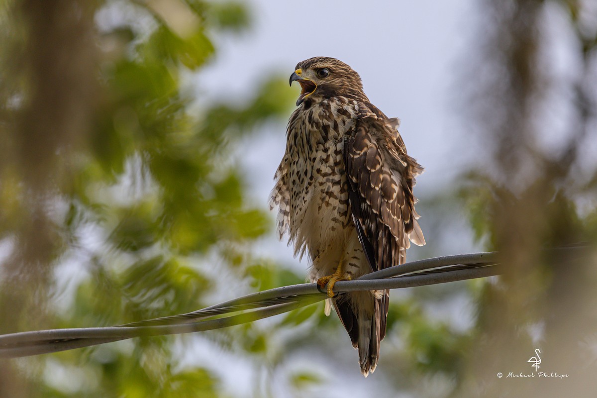 Red-shouldered Hawk - ML637054238