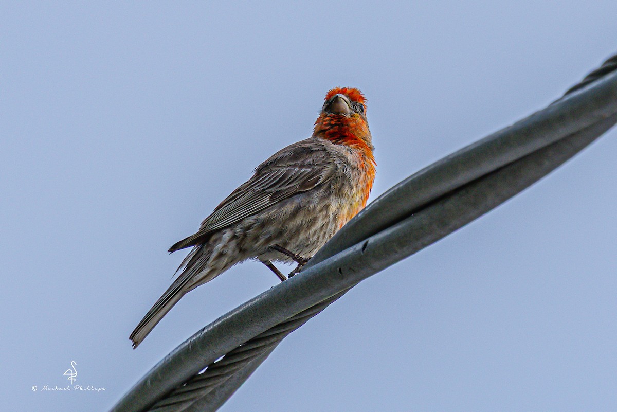 House Finch - ML637054243